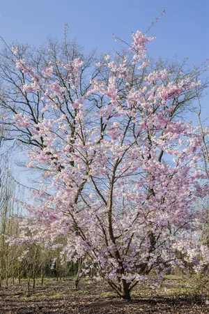 Prunus serrulata 'Sunset Boulevard' - STD 25-30 CM C40 - image 5