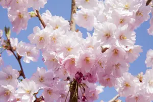 Prunus serrulata 'Sunset Boulevard' - STDS 12-14 CM RB - image 2