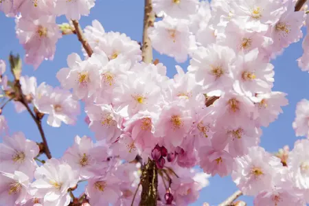 Prunus serrulata 'Sunset Boulevard' - STDS 16-18 CM RB - image 2