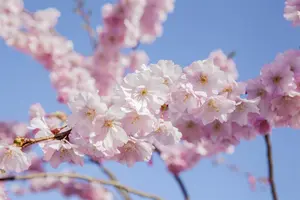 Prunus serrulata 'Sunset Boulevard' - STD 25-30 CM C40 - image 3