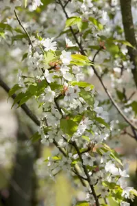 Prunus serrulata 'Taihaku' - 300-350 CM C180 - image 2