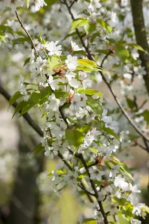 Prunus serrulata 'Taihaku' - 200-250 CM C20 - image 1