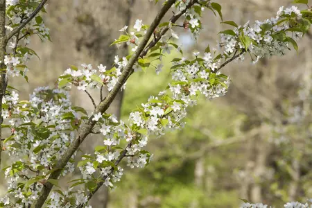 Prunus serrulata 'Taihaku' - 300-350 CM C180 - image 2