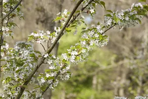 Prunus serrulata 'Taihaku' - 300-350 CM C180 - image 2