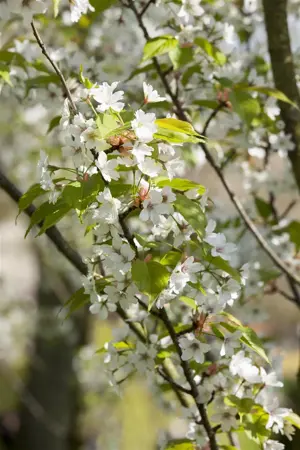 Prunus serrulata 'Ukon' - 175-200 CM C10