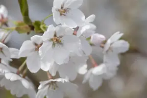 Prunus 'Snow Fountains'