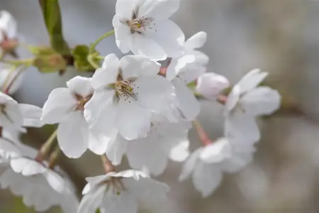 Prunus 'Snow Fountains' - 60-80 CM C10
