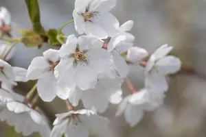 Prunus 'Snow Fountains' - 1/2 STDS C25