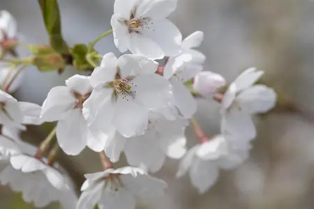 Prunus 'Snow Fountains' - 120 CM STEM C10