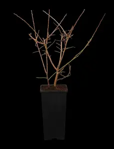 Prunus spinosa