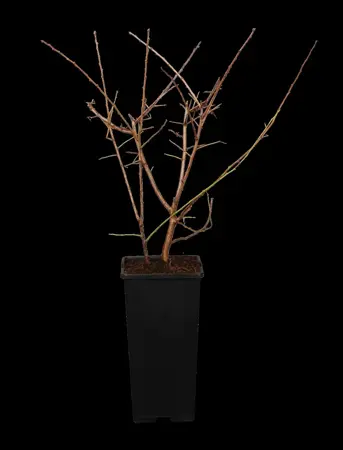 Prunus spinosa - 1/0 20-40 CM - image 1