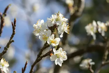 Prunus spinosa - 20-30 CM C2 - image 3