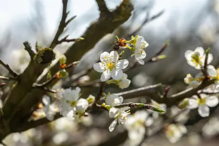 Prunus spinosa - 175-200 CM C25 - image 4