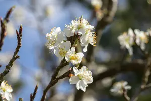 Prunus spinosa - 60-80 CM C7.5 - image 3