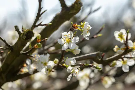 Prunus spinosa - 60-80 CM C5 - image 3