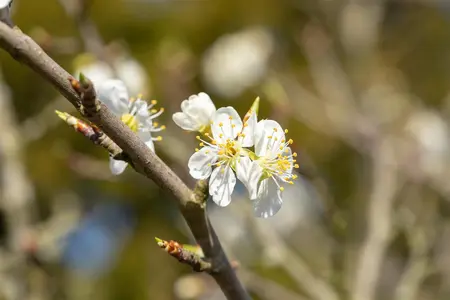 Prunus spinosa - 60-80 CM C5 - image 4