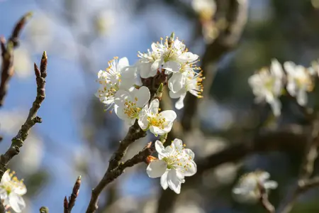 Prunus spinosa - 60-80 CM C12 - image 2