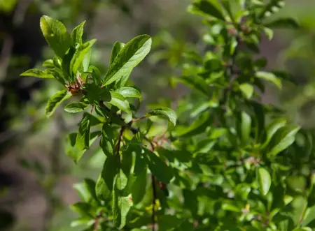 Prunus spinosa - 100-125 CM C10 - image 2