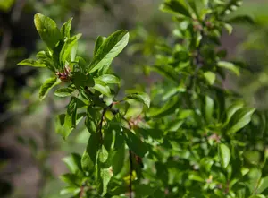 Prunus spinosa - 7.5 Ltr pot - image 1