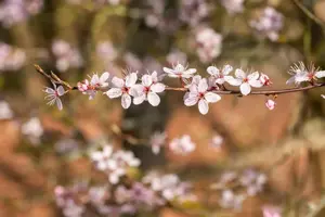 Prunus spinosa 'Purpurea' - 125-150 CM RB - image 2