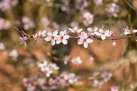Prunus spinosa 'Purpurea' - 40-50 CM C3 - image 1