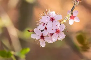 Prunus spinosa 'Purpurea' - 40-50 CM C3 - image 2