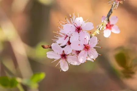 Prunus spinosa 'Purpurea' - 100-125 CM C10 - image 2