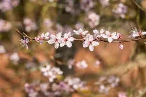 Prunus spinosa 'Purpurea' - 125-150 CM C10 - image 1