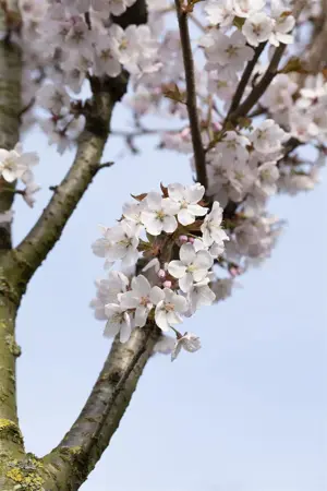 Prunus 'Spire' - MULTISTEM 200-250 CM C70