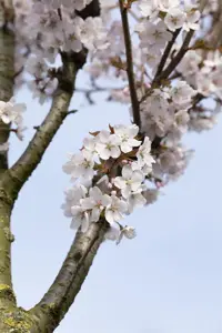 Prunus 'Spire'