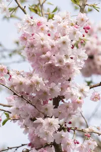 Prunus subh. 'Autumnalis Rosea' - 1/2 STDS C25 - image 2