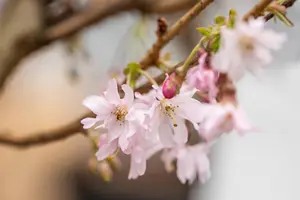 Prunus subh. 'Autumnalis Rosea' - MULTISTEM 200-250 CM C70 - image 3
