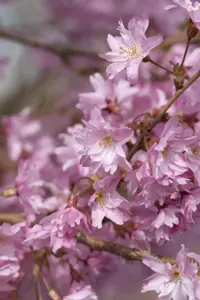 Prunus subhirtella 'Autumnalis'