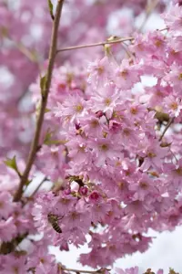 Prunus subhirtella 'Fukubana' - STEM 225 CM, GIRTH 20-25 CM RB - image 2