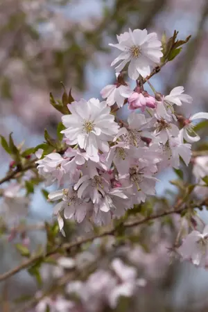 Prunus subhirtella 'Fukubana' - MULTISTEM 150-175 CM C25 - image 5