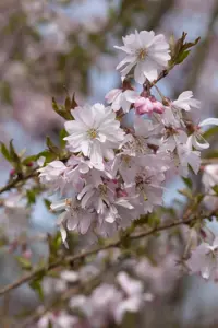 Prunus subhirtella 'Fukubana' - MULTISTEM 150-175 CM C25 - image 5