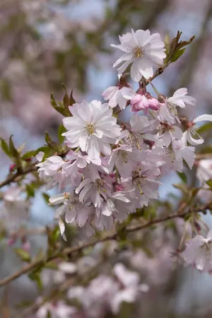 Prunus subhirtella 'Fukubana' - STEM 225 CM, GIRTH 8-10 CM C25 - image 5