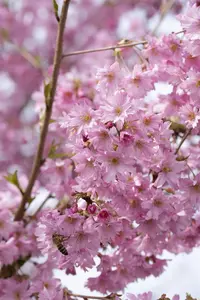 Prunus subhirtella 'Fukubana' - STD 10-12 CM CONT    - image 2