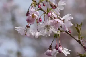 Prunus subhirtella 'Fukubana' - STEM 225 CM, GIRTH 25-30 CM RB - image 1