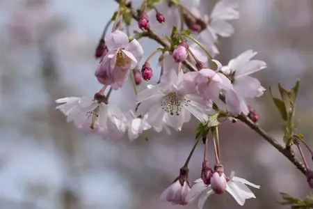 Prunus subhirtella 'Fukubana' - MULTISTEM 150-175 CM C25 - image 1