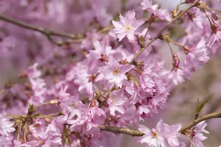 Prunus subhirtella 'Fukubana' - MULTISTEM 150-175 CM C25 - image 3