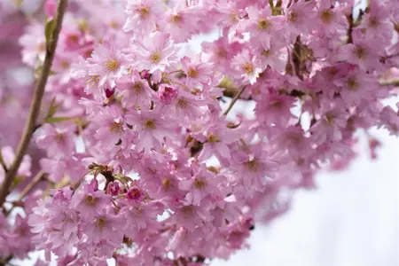 Prunus subhirtella 'Fukubana' - MULTISTEM 150-175 CM C25 - image 4