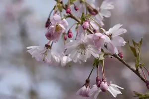 Prunus subhirtella 'Fukubana' - 150-175 CM C25 - image 5