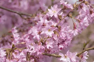 Prunus subhirtella 'Fukubana' - STEM 225 CM, GIRTH 8-10 CM C25 - image 3