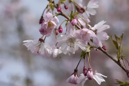 Prunus subhirtella 'Fukubana' - 175-200  CM C20 - image 1
