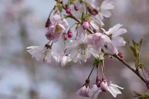 Prunus subhirtella 'Fukubana' - STD 10-12 CM CONT - image 5