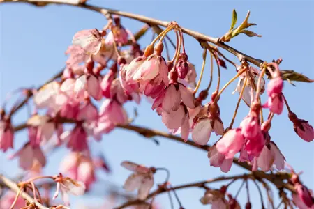 Prunus subhirtella 'Pendula Rubra' - 1/2 STDS C10 - image 3