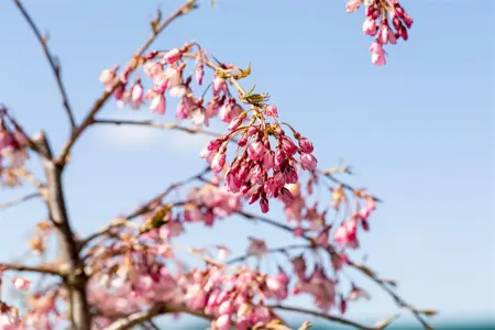 Prunus subhirtella 'Pendula Rubra' - 1/2 STDS C10 - image 4
