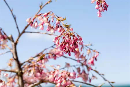 Prunus subhirtella 'Pendula Rubra' - 60 CM STEM C4 - image 3