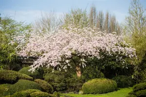 Prunus subhirtella 'Pendula Rubra' - 80 CM STEM C5 - image 1
